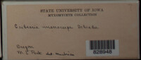 Image Associated With the Occurence